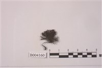 藏品(東亞岩生黑苔)的圖片